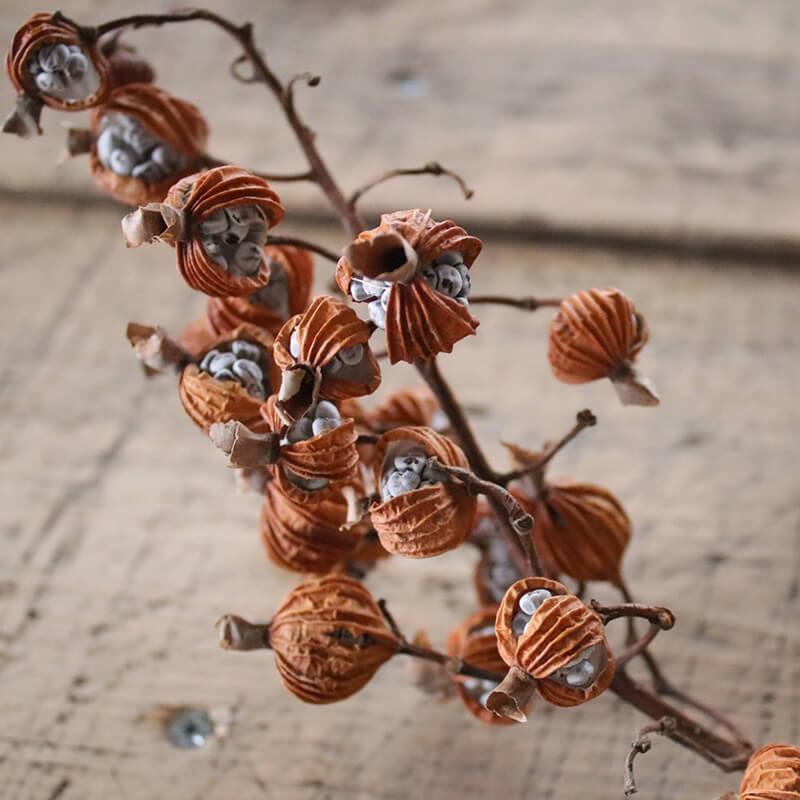 ドライフラワー ゲットウの実 月桃の実 国産 ドライフラワー 花材 ハンドメイド ナチュラル インテリア ボタニカル ディスプレイ モダン D Ketou 富良野 花七曜 通販 Yahoo ショッピング