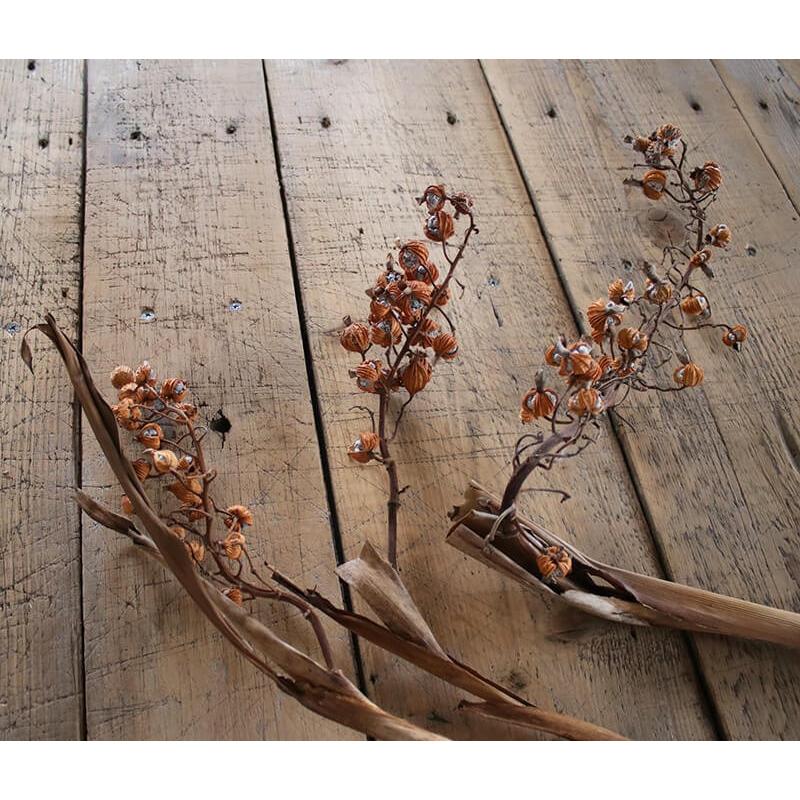 ドライフラワー 】 ゲットウの実 ・ 月桃の実 / 国産 花材