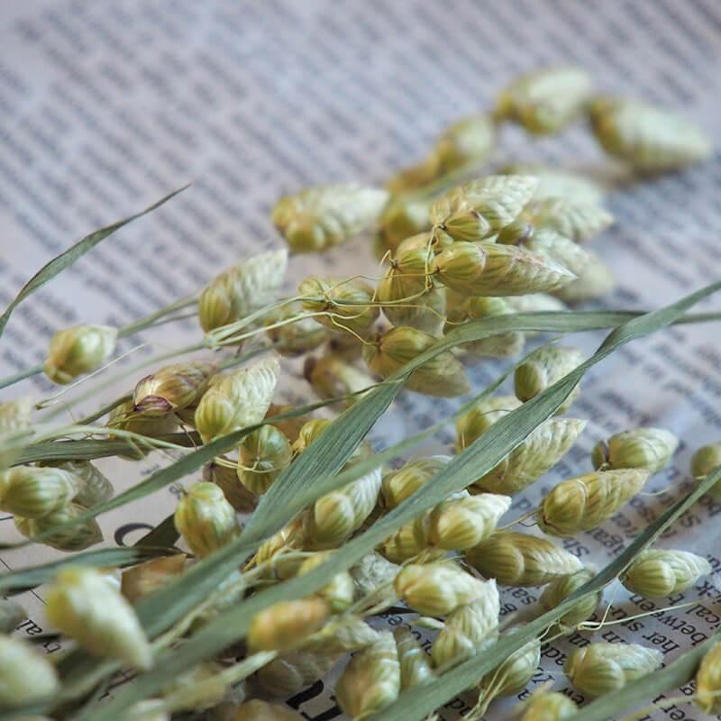 小判草 コバンソウ こばんそう 北海道産 ドライフラワー 花材 リース 手作り 国産 材料 素材 ナチュラル インテリア ディスプレイ グリーン グラス類 D Koban 富良野 花七曜 通販 Yahoo ショッピング