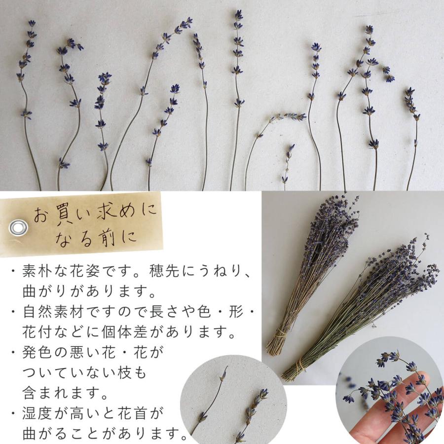 富良野産】 ラベンダー 4号 おかむらさき 丘紫 【 ドライフラワー