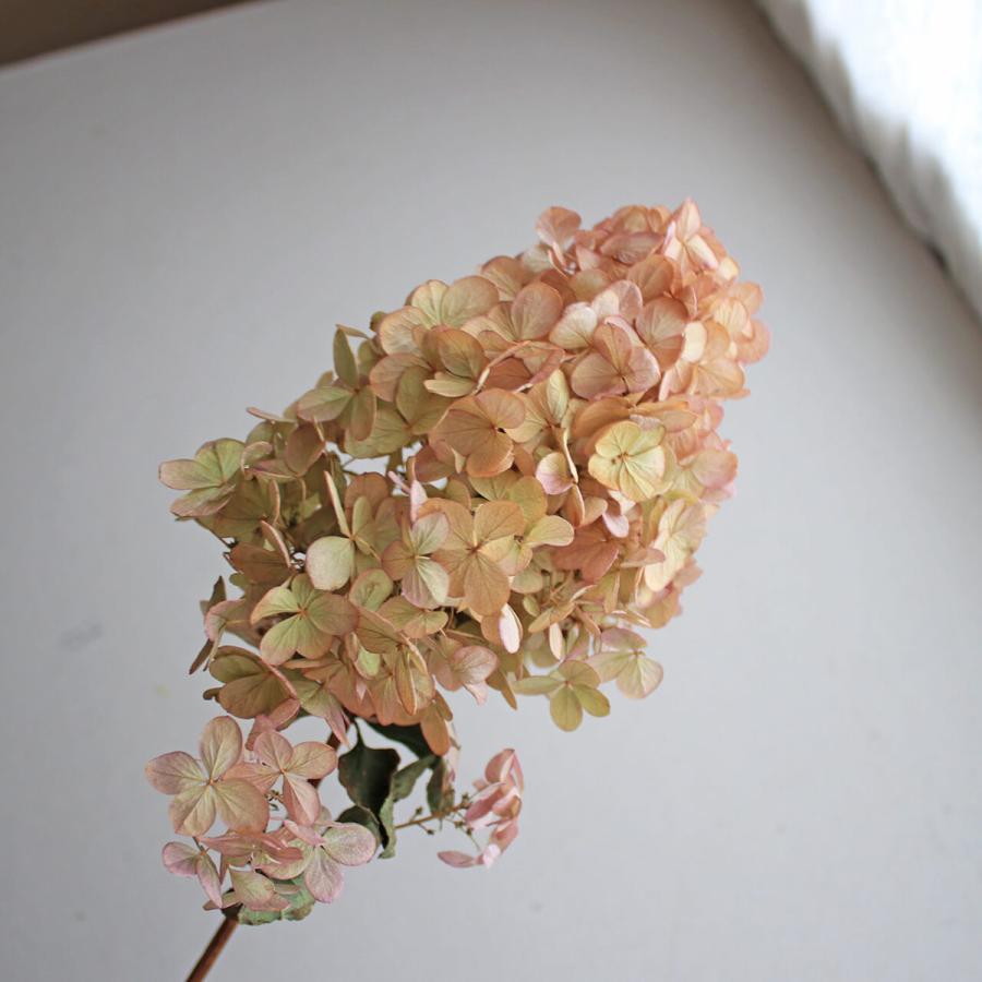 最大65 オフ Sサイズ アジサイ ミナヅキ 枝付き フレイズ ピンク ベージュ系 あじさい ドライフラワー 花材 リース ナチュラル インテリア Cisama Sc Gov Br