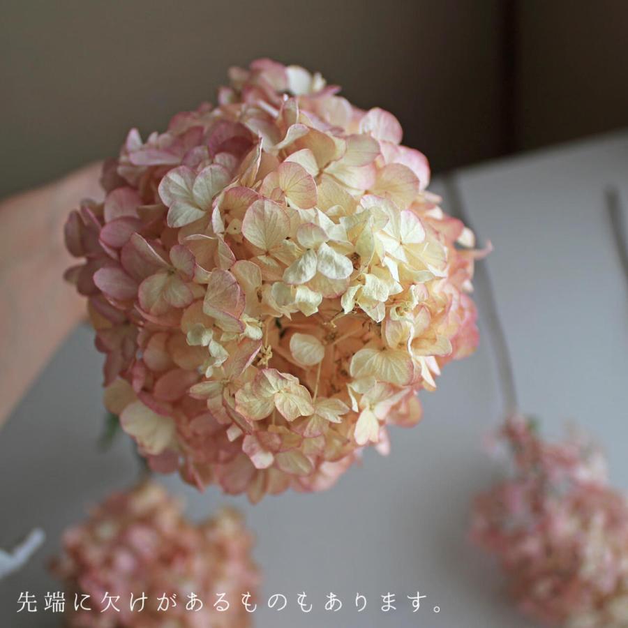 最大65 オフ Sサイズ アジサイ ミナヅキ 枝付き フレイズ ピンク ベージュ系 あじさい ドライフラワー 花材 リース ナチュラル インテリア Cisama Sc Gov Br