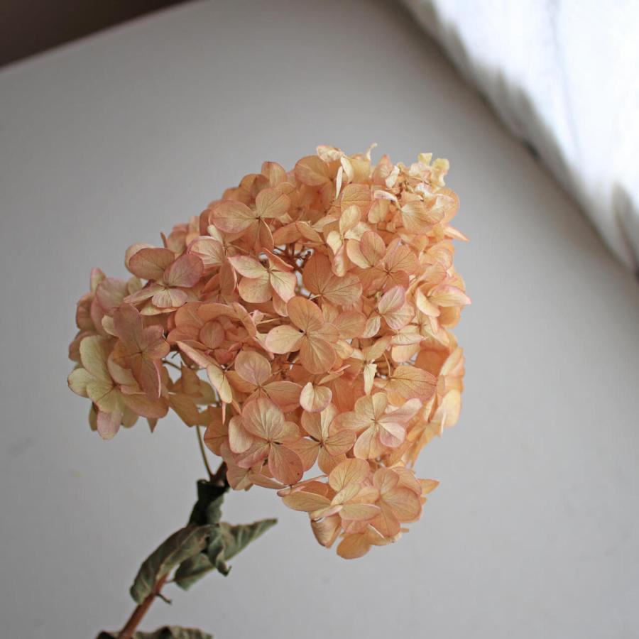 最大65 オフ Sサイズ アジサイ ミナヅキ 枝付き フレイズ ピンク ベージュ系 あじさい ドライフラワー 花材 リース ナチュラル インテリア Cisama Sc Gov Br