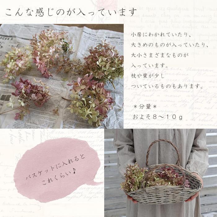 ドライフラワー 】 アジサイ ミナヅキヘッド / あじさい ピラミッド