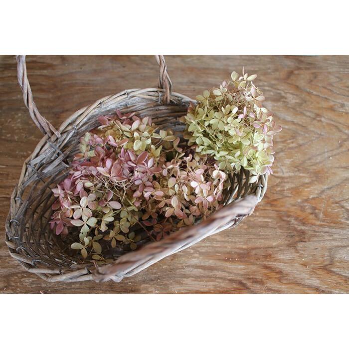 ドライフラワー 】 アジサイ ミナヅキヘッド / あじさい ピラミッド