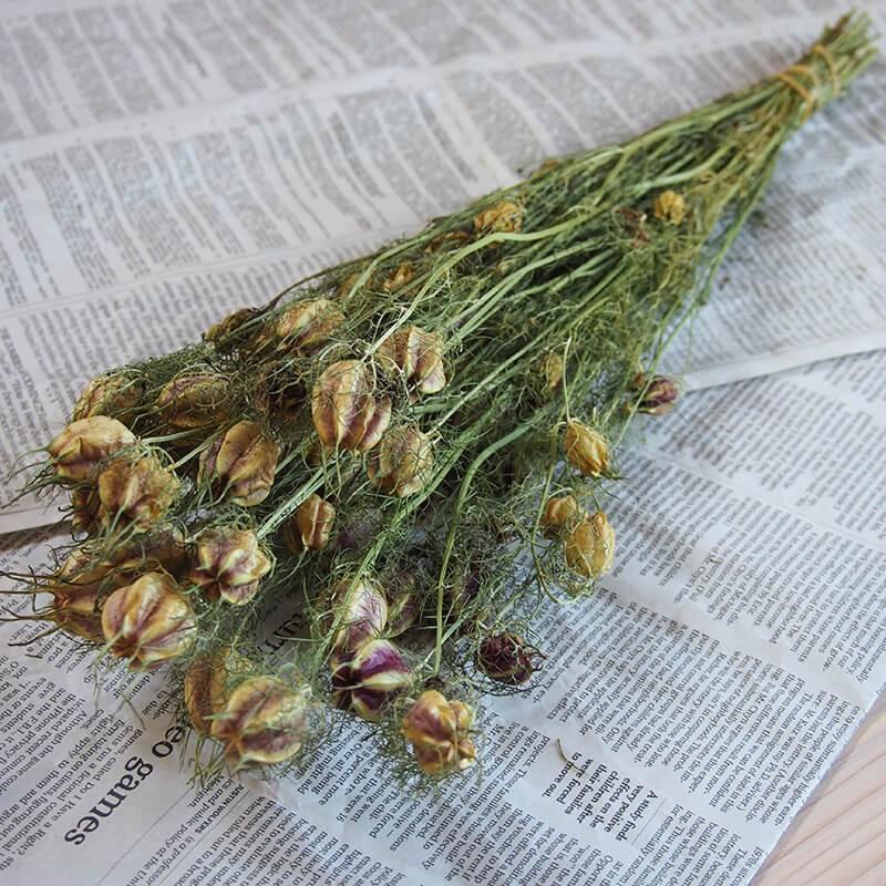 ニゲラ ( クロタネソウ )/ 北海道産 ドライフラワー 花材 リース