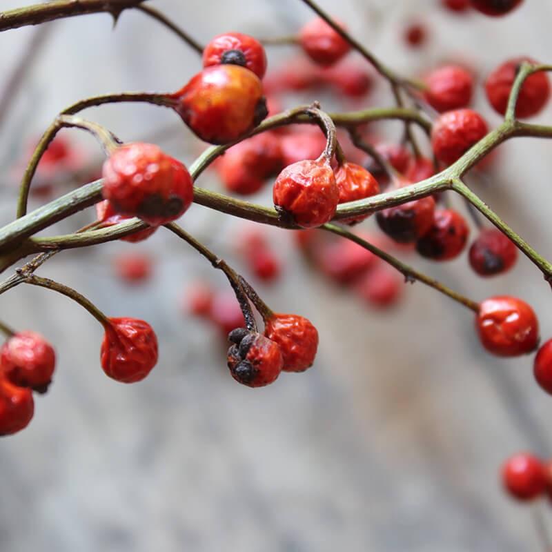 大枝 赤い実 長さ約60cm 80cm 野バラの実 ドライフラワー 花材 ナチュラル ピンク ディスプレイ インテリア ボタニカル D Nobaranomi 富良野 花七曜 通販 Yahoo ショッピング
