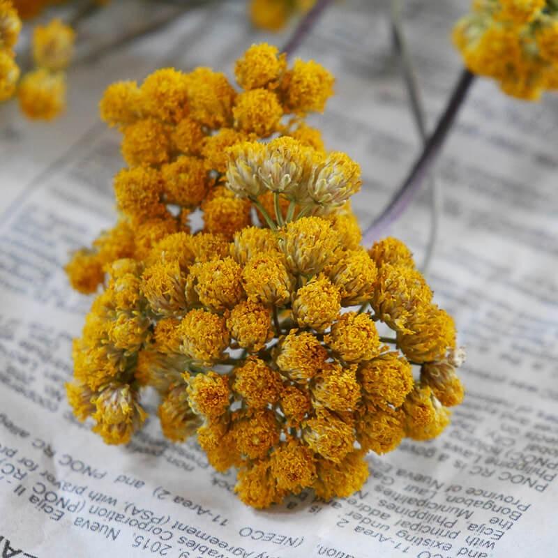 ドライフラワー 】 ローナス / 北海道産 花材 リース 手作り 材料 素材