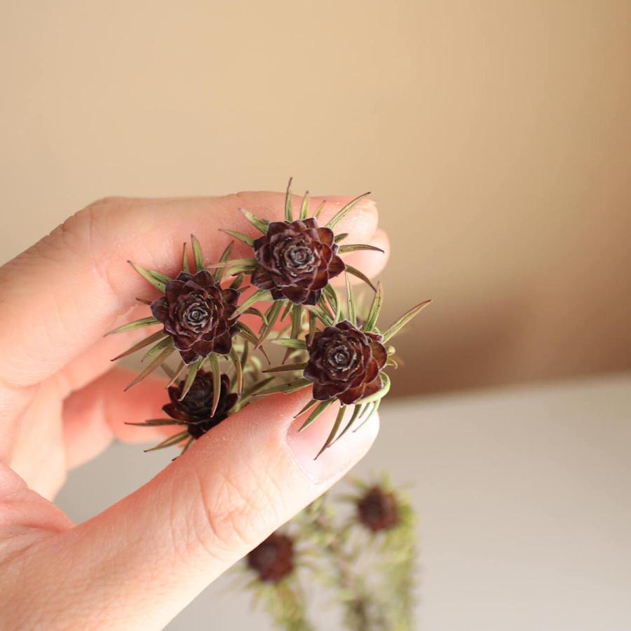 定番キャンバス リューカデンドロン ジュビリィクラウン ドライフラワー 花材 リース 手作り 材料 素材 ナチュラル Atlantide1 Com