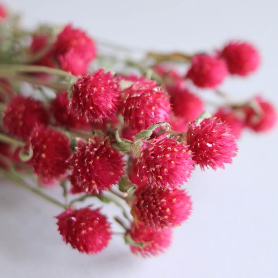 千日紅 カーマインフィールド ドライフラワー ピンク ディープピンク 北海道産 D Sen Car 富良野 花七曜 通販 Yahoo ショッピング