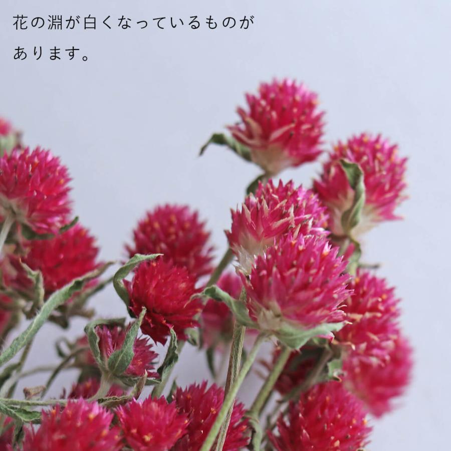 千日紅 カーマインフィールド / ドライフラワー ピンク ディープピンク