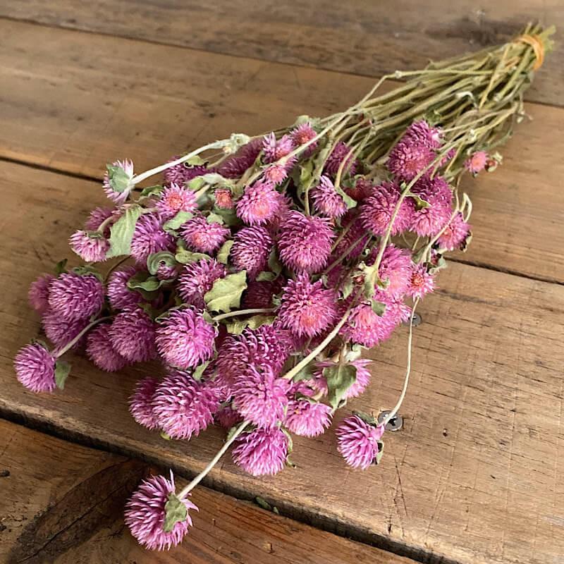千日紅 ライラックピンク / ドライフラワー ピンク ピンクパープル