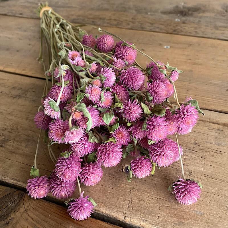 千日紅 ライラックピンク / ドライフラワー ピンク ピンクパープル