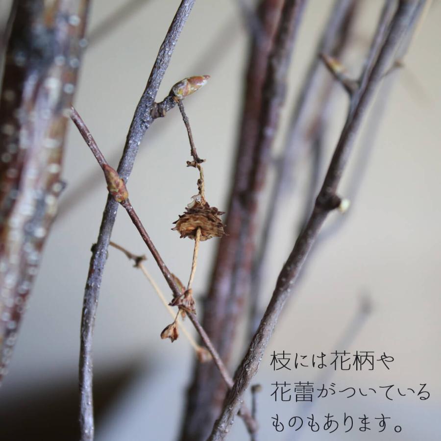 富良野産】白樺の枝 ロング ブラウン ドライフラワー 【大枝