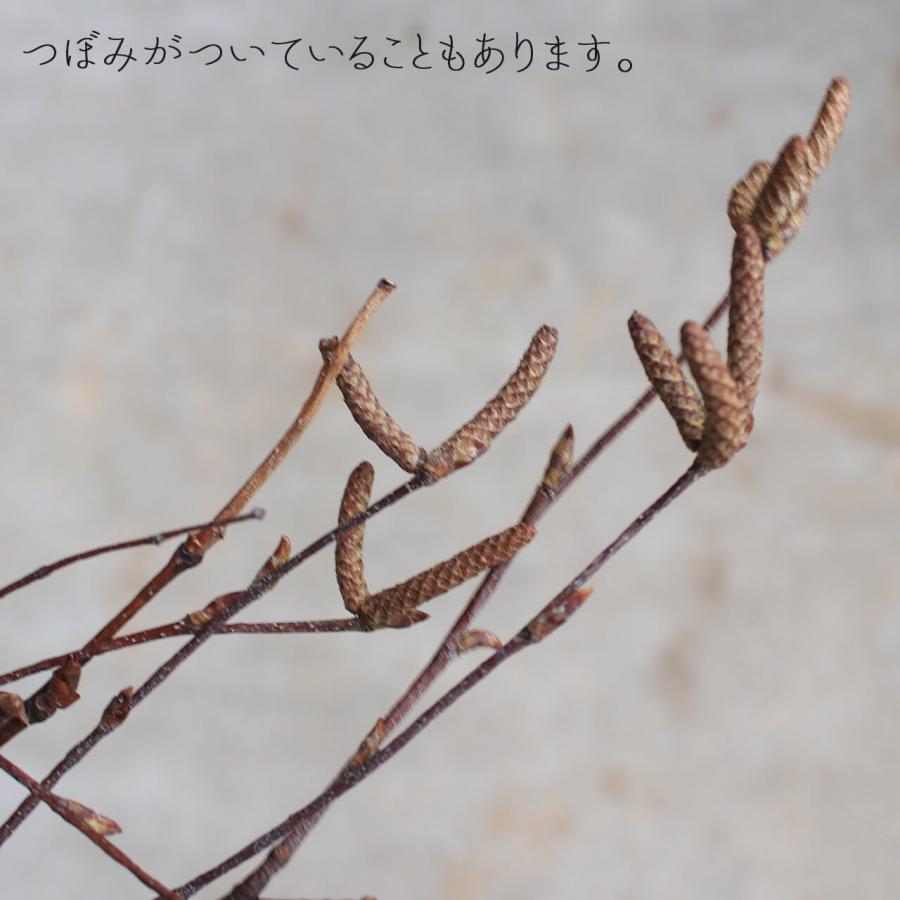 富良野産】白樺の枝 ロング ブラウン ドライフラワー 【大枝