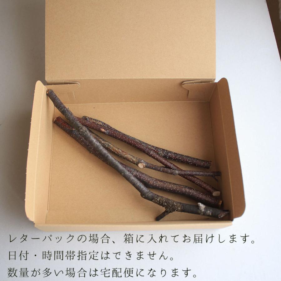 北海道 富良野産】白樺の枝 ミニサイズ 【 5本セット 】 : 富良野・花