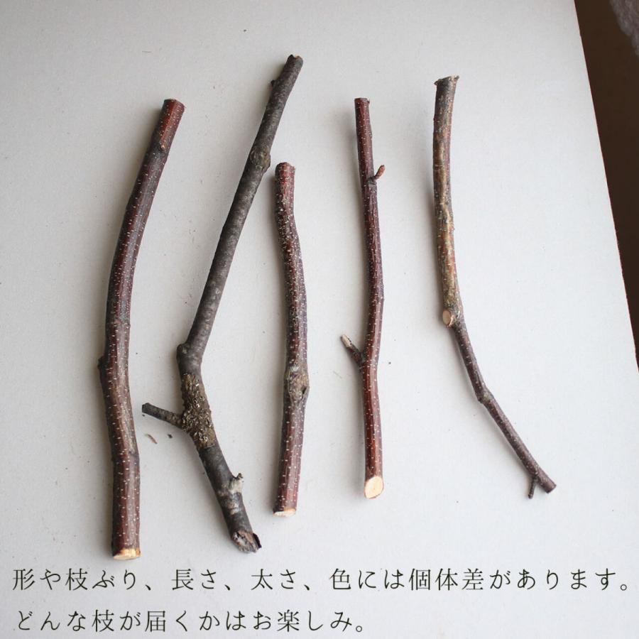 北海道 富良野産】白樺の枝 ミニサイズ 【 5本セット 】 : 富良野・花