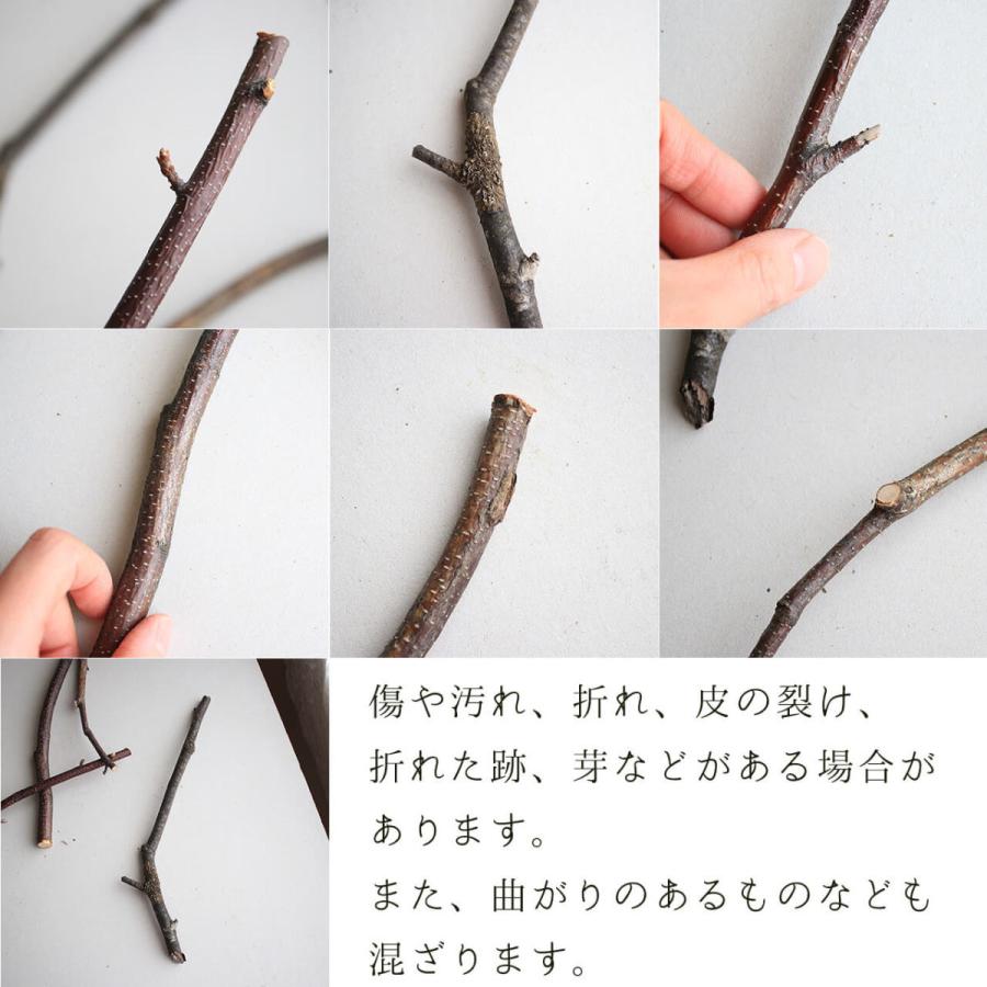 北海道 富良野産】白樺の枝 ミニサイズ 【 5本セット 】 : 富良野・花