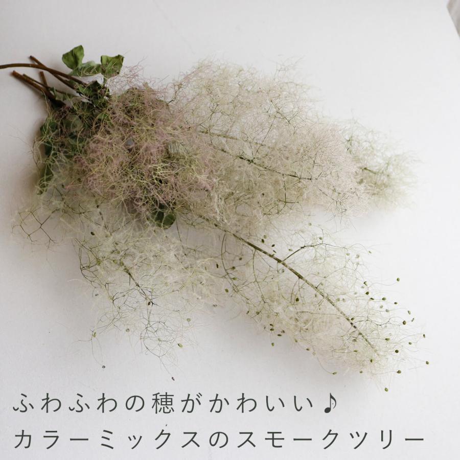 ドライフラワー】スモークツリー モーヴグリーン カラーミックス 中丈