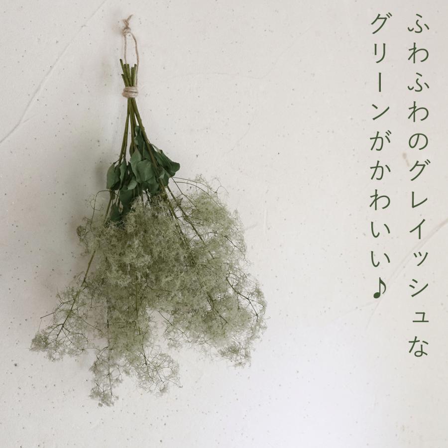 ドライフラワー】スモークツリー グリーン 系 ＊ インテリア