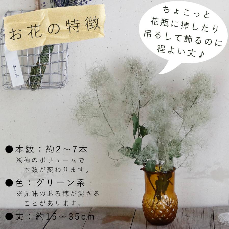 ドライフラワー】スモークツリー グリーン 系 ＊ インテリア