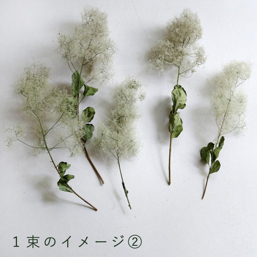 ドライフラワー】スモークツリー グリーン 系 ＊ インテリア