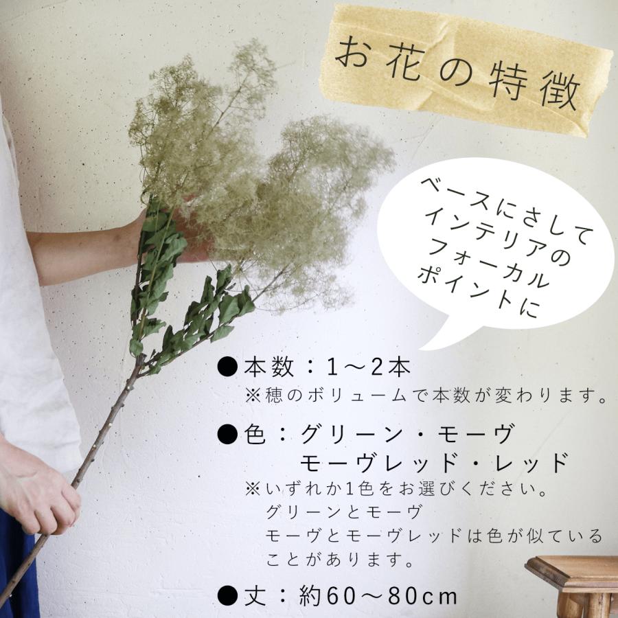 大枝 丈60〜80cm 】 スモークツリー ロング (1〜2本)◇ モーヴ