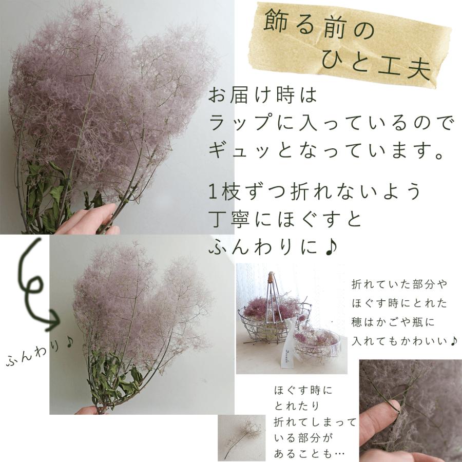 大枝 丈60〜80cm 】 スモークツリー ロング (1〜2本)◇ モーヴ