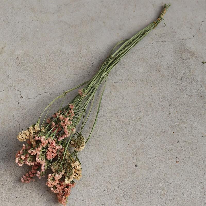 ドライフラワー スターチス アプリコット 北海道産 花材 リース 手作り ナチュラル インテリア ディスプレイ オレンジ D Stcap 富良野 花七曜 通販 Yahoo ショッピング