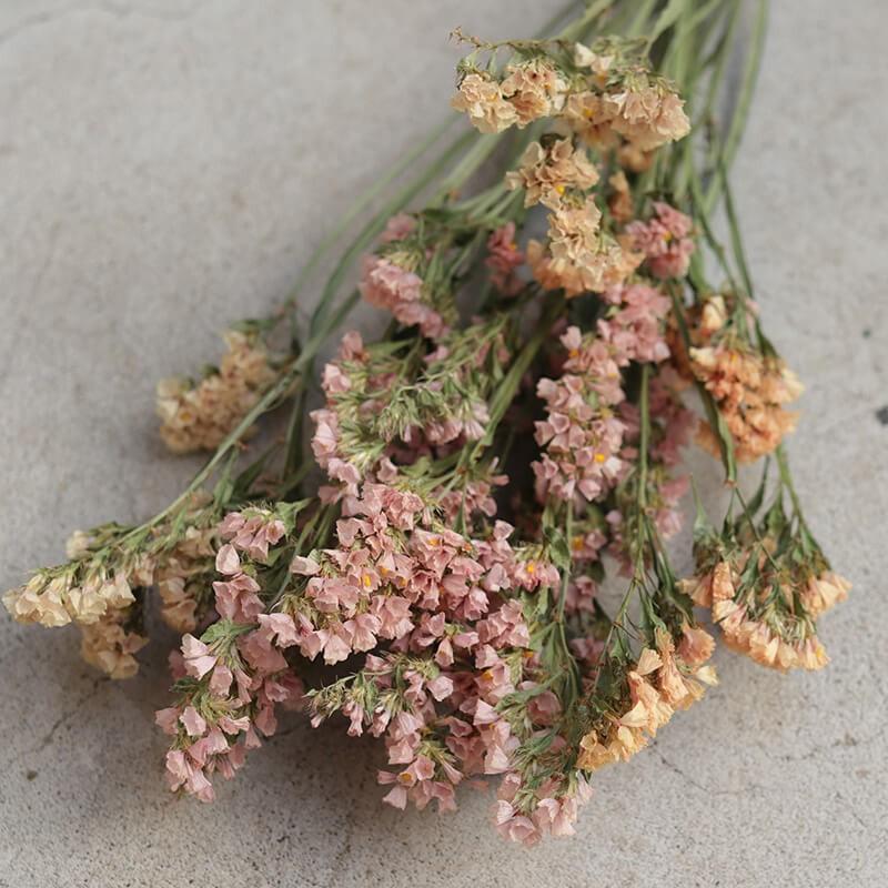 ドライフラワー スターチス アプリコット 北海道産 花材 リース 手作り ナチュラル インテリア ディスプレイ オレンジ D Stcap 富良野 花七曜 通販 Yahoo ショッピング