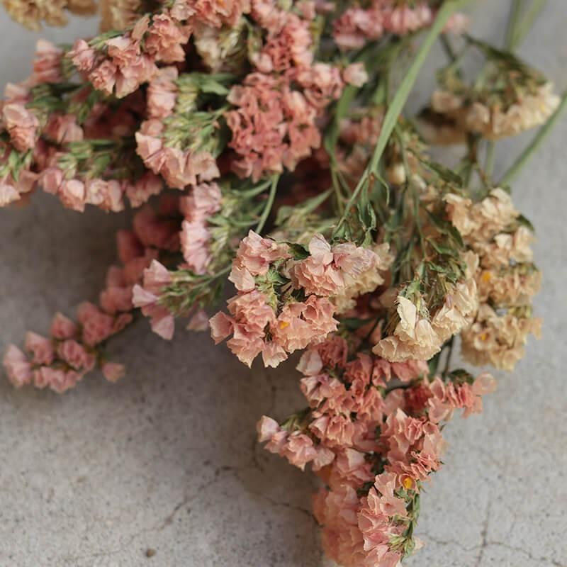 ドライフラワー 】 スターチス アプリコット / 北海道産 花材 リース