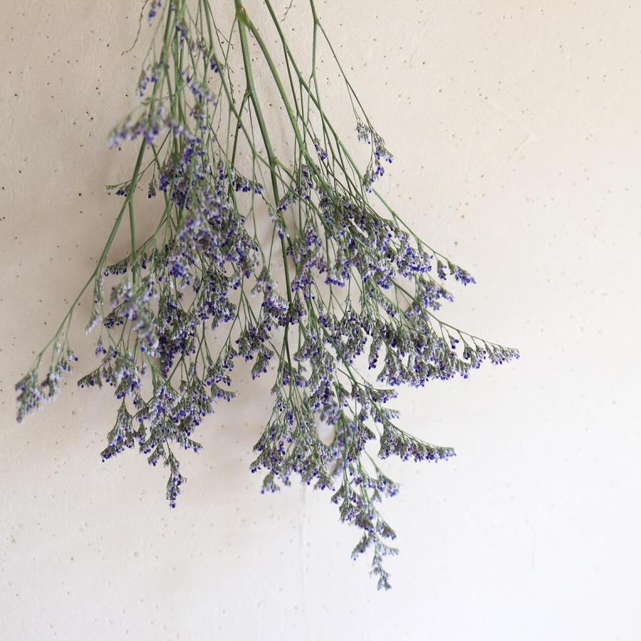 スターチス HBチース ブルーファンタジア / ドライフラワー 花材