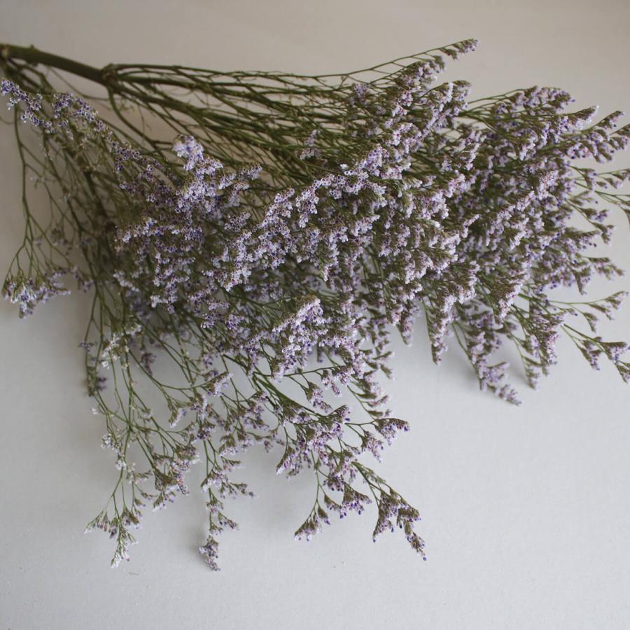 スターチス HBチース ブルーファンタジア / ドライフラワー 花材