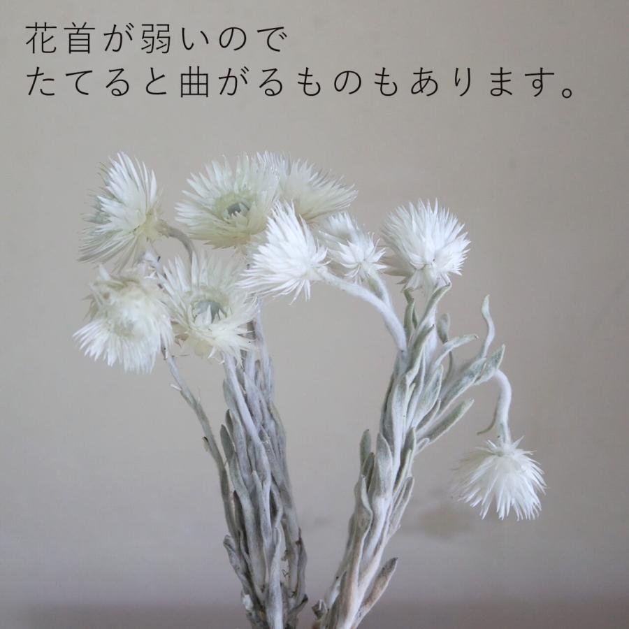 シンカルファ カップブルーメン ホワイト ◇ ドライフラワー 花材