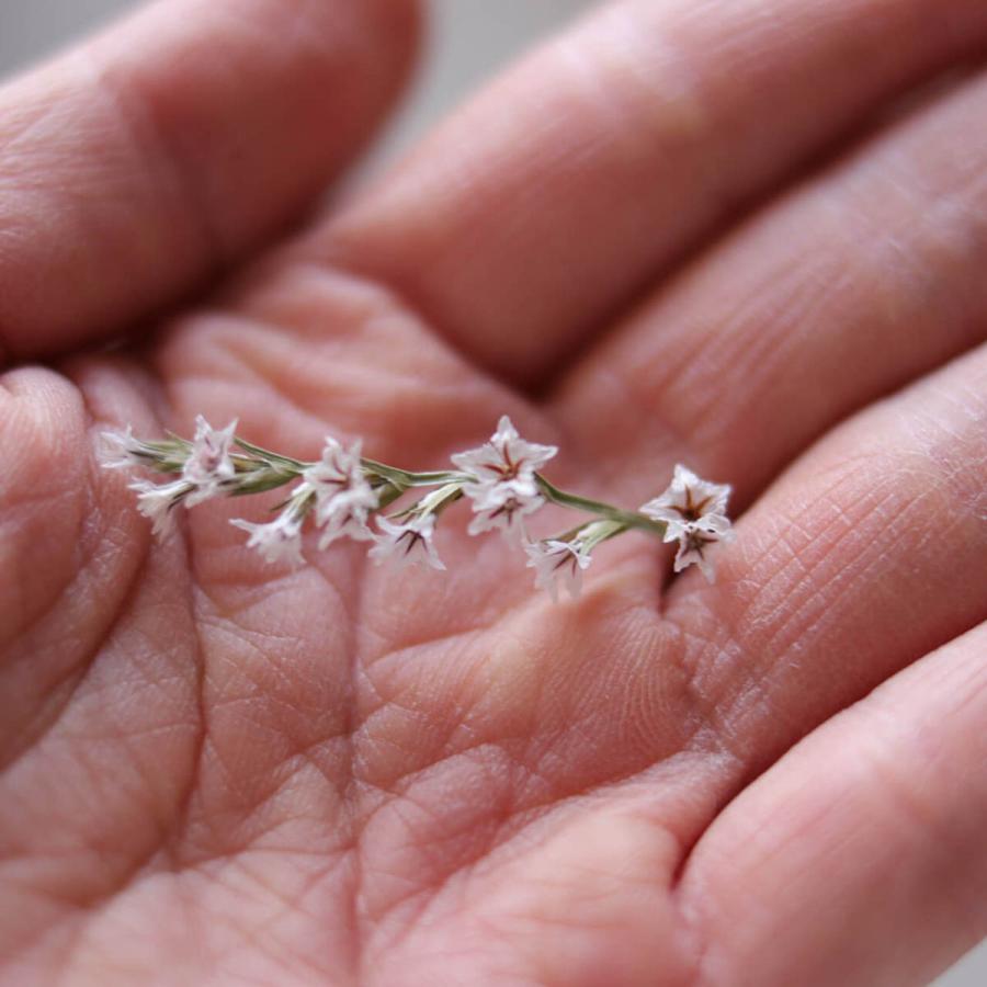 タタリカ デュモサ ドライフラワー ◇ 北海道産 ナチュラル ホワイト