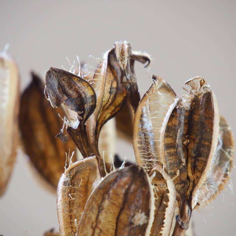 ウバユリ ( 姥百合 ) / 北海道産 ドライフラワー 花材 国産 材料 素材