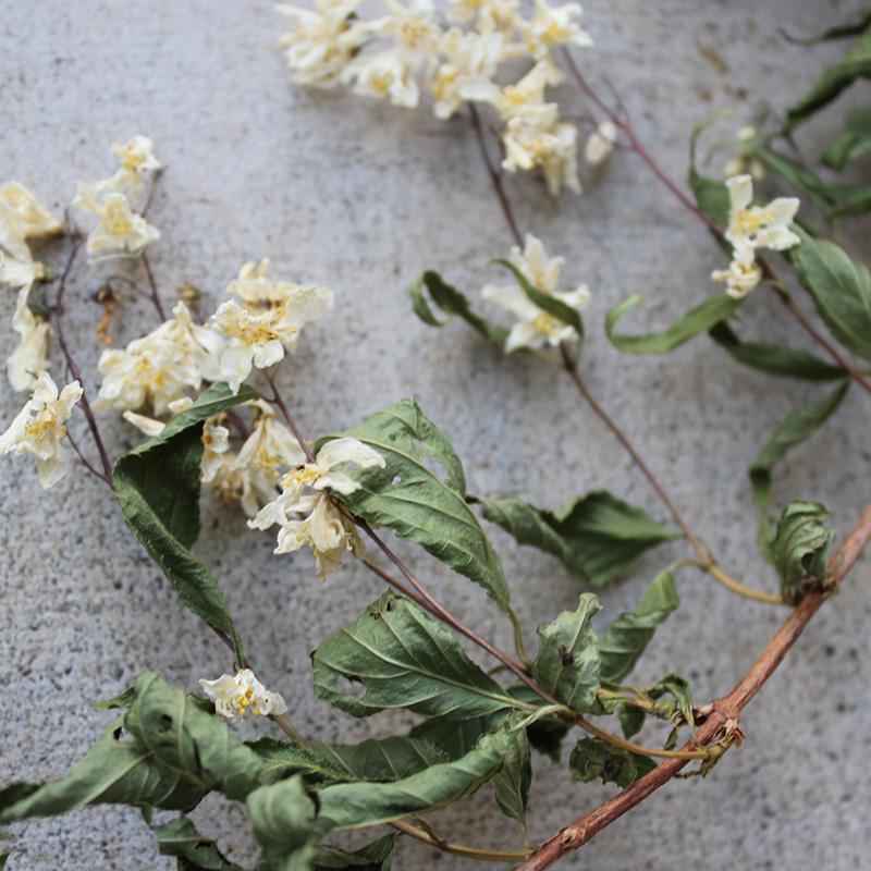 ウツギ /ドライフラワー : 富良野・花七曜 - 通販 - Yahoo!ショッピング