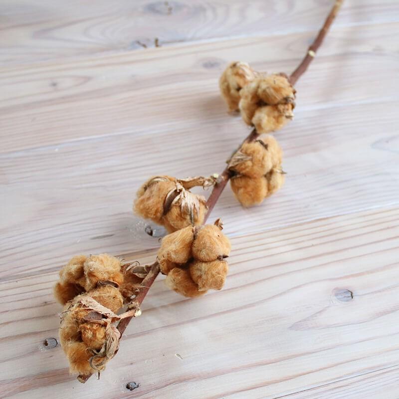 綿の実枝つき ブラウン コットンフラワー クリスマス ドライフラワー 綿花 インテリア ナチュラル D Watanomiedab 富良野 花七曜 通販 Yahoo ショッピング