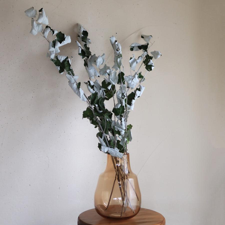 ホワイトポプラ ( ギンドロ ) / ドライフラワー シルバーリーフ