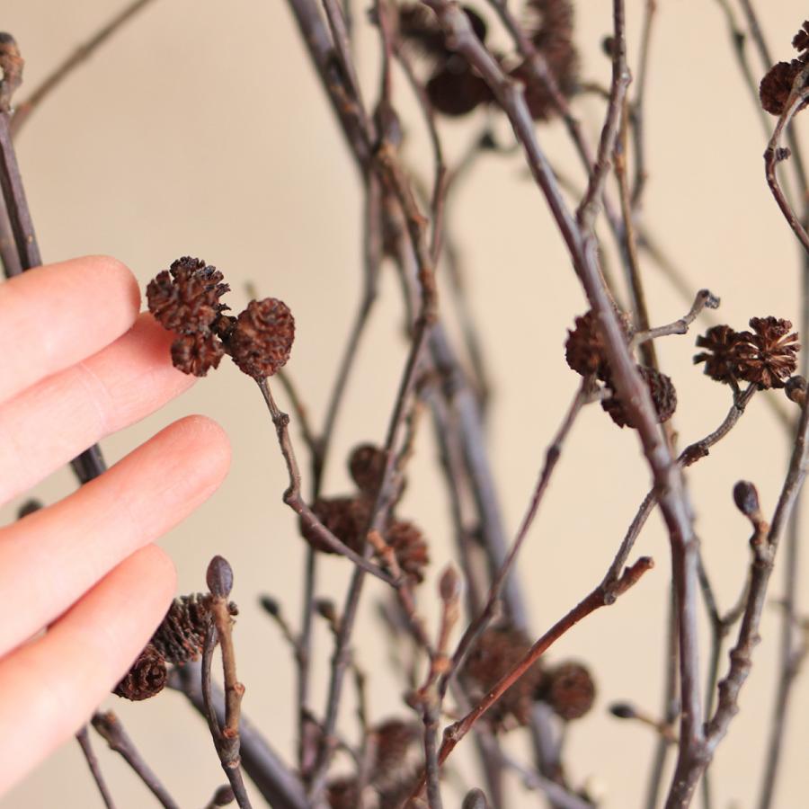 富良野産 ヤシャブシ 枝付き ドライフラワー ナチュラル インテリア 素材 D Yashalong 富良野 花七曜 通販 Yahoo ショッピング