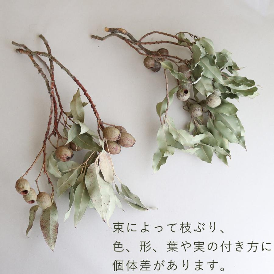 ❈ ユーカリ ❈ フレッシュ ❈ ドライ ❈