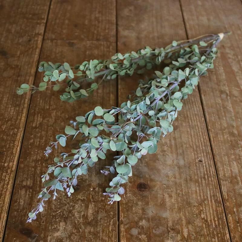 グニーユーカリ ドライフラワー 花材 リース 手作り 材料 ナチュラル 素材 グリーン ディスプレイ 送料無料 激安 お買い得 キ フト ボタニカル インテリア