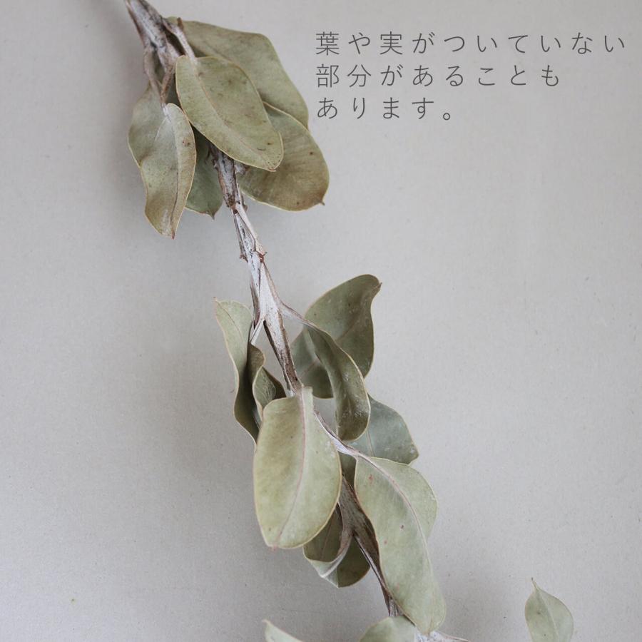 丈約65〜80cm 】ユーカリ テトラゴナナッツ L ロング / ドライフラワー
