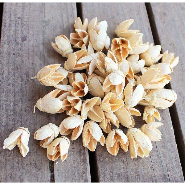 オリジナル バクリ 白 ドライフラワー 木の実 大地農園