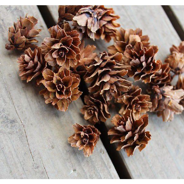 グイの実 ドライフラワー 木の実 北海道産 Lakesidecoc Us