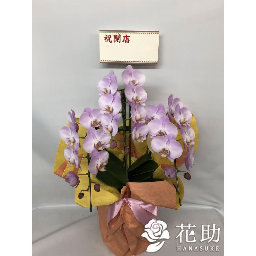 春夏新色 お花屋さんから手渡し届け 送料 名札 画像無料 フラワーコンシェルジュが厳選した花屋のミディ胡蝶蘭3本立円 60 Off Www Tiebreak Fr