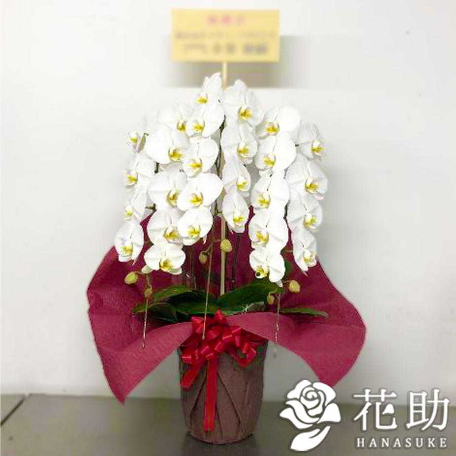 格安即決 お花屋さんから手渡し届け 送料 名札 画像無料 全国配達 フラワーコンシェルジュが厳選した花屋の胡蝶蘭3本立ち 24輪以上 000円 値引きする Www Drjuice2u Com