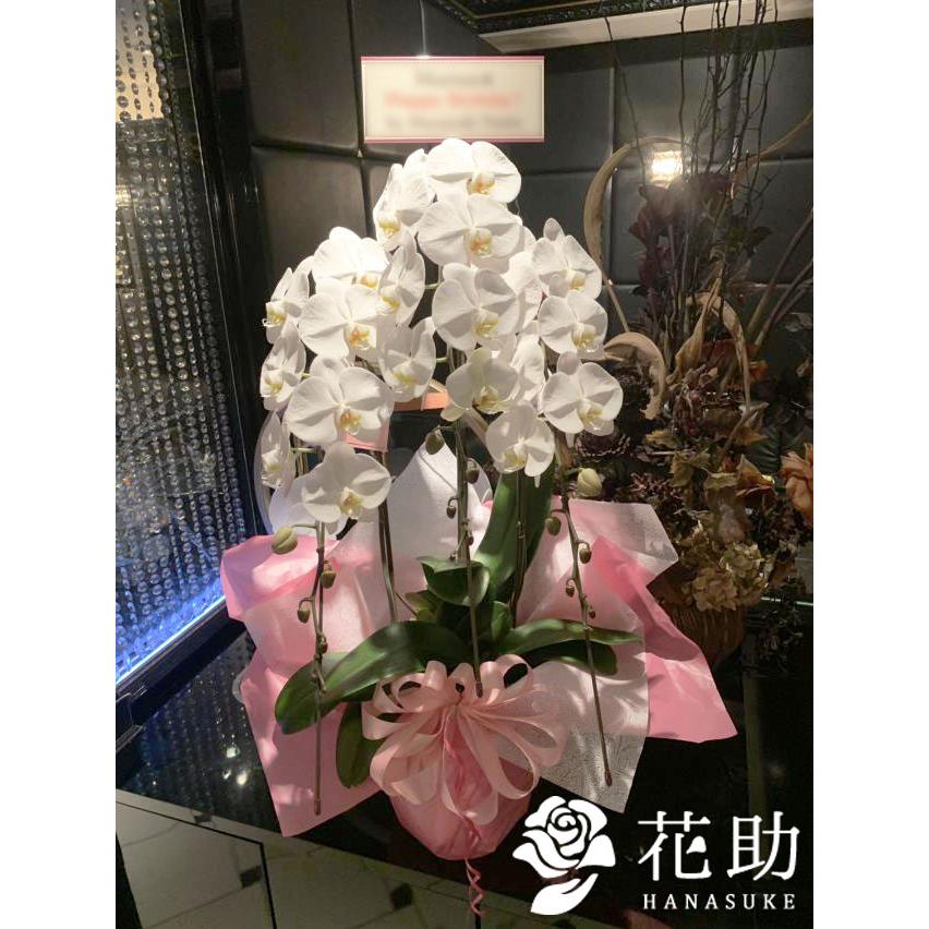 高い品質 お花屋さんから手渡し届け 送料 名札 画像無料 全国配達 フラワーコンシェルジュが厳選した花屋の胡蝶蘭3本立ち 24輪以上 000円 超人気 Www Muslimaidusa Org