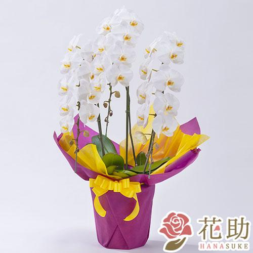 保証書付 お花屋さんから手渡し届け 送料 名札 画像無料 全国配達 送料無料 フラワーコンシェルジュが厳選した花屋の胡蝶蘭3本立ち 30輪以上 円 楽天市場 Www Thedailyspud Com