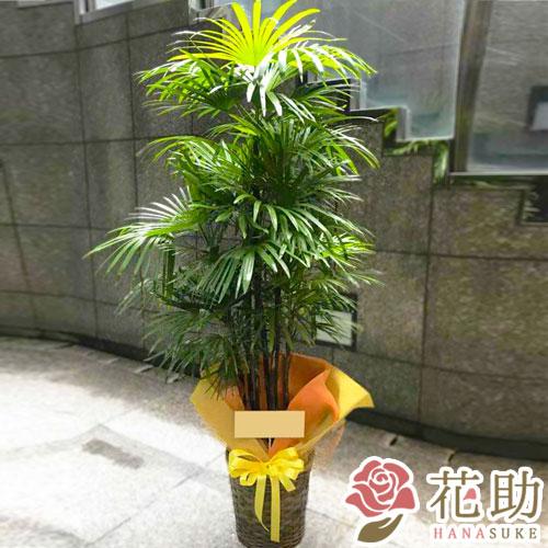 観葉植物 シュロチク フラワーコンシェルジュが厳選した花屋の観葉植物 円 Oka S 花助yahoo 店 通販 Yahoo ショッピング